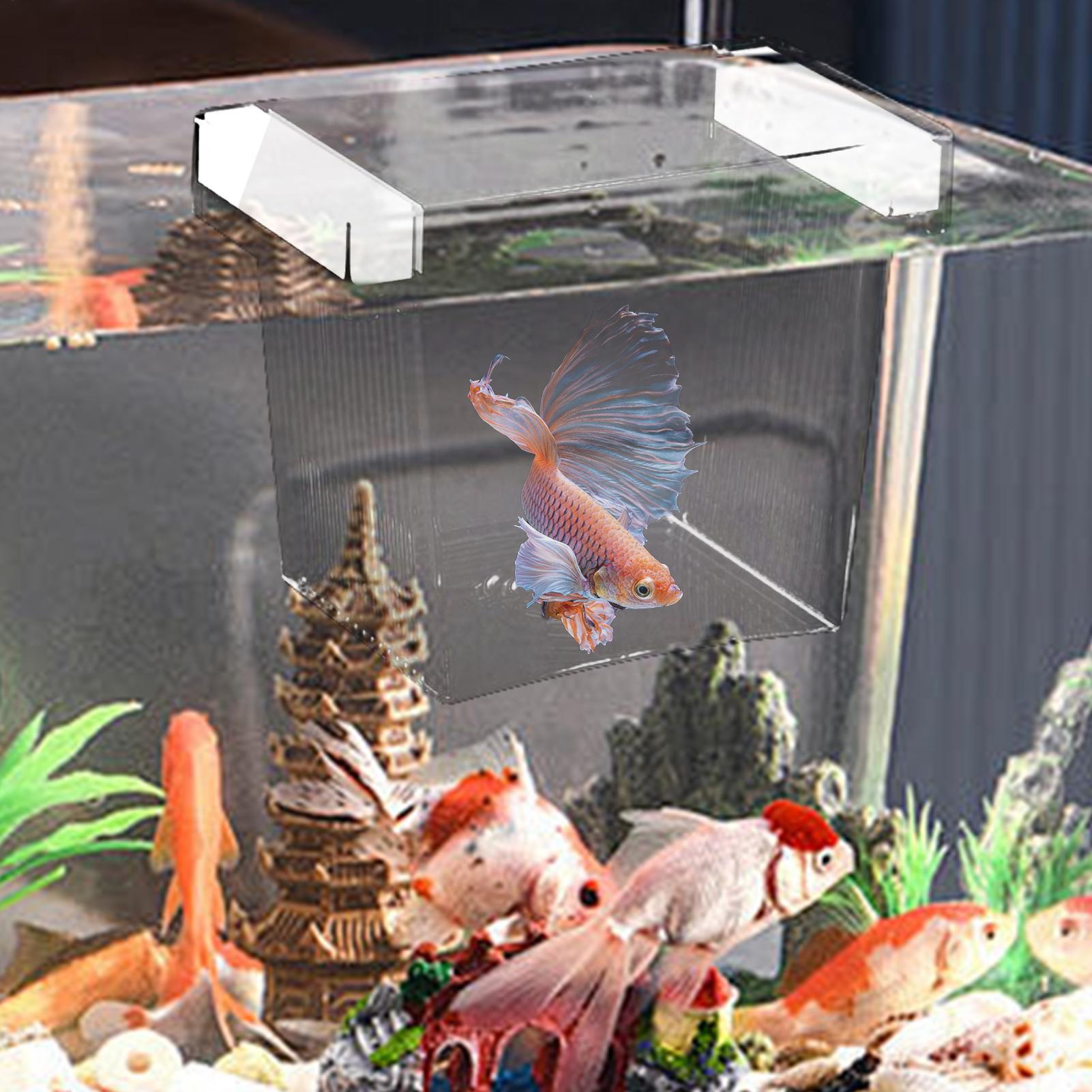 Floating Fish Breeding Isolati - Box Fish In Aquarium review and price