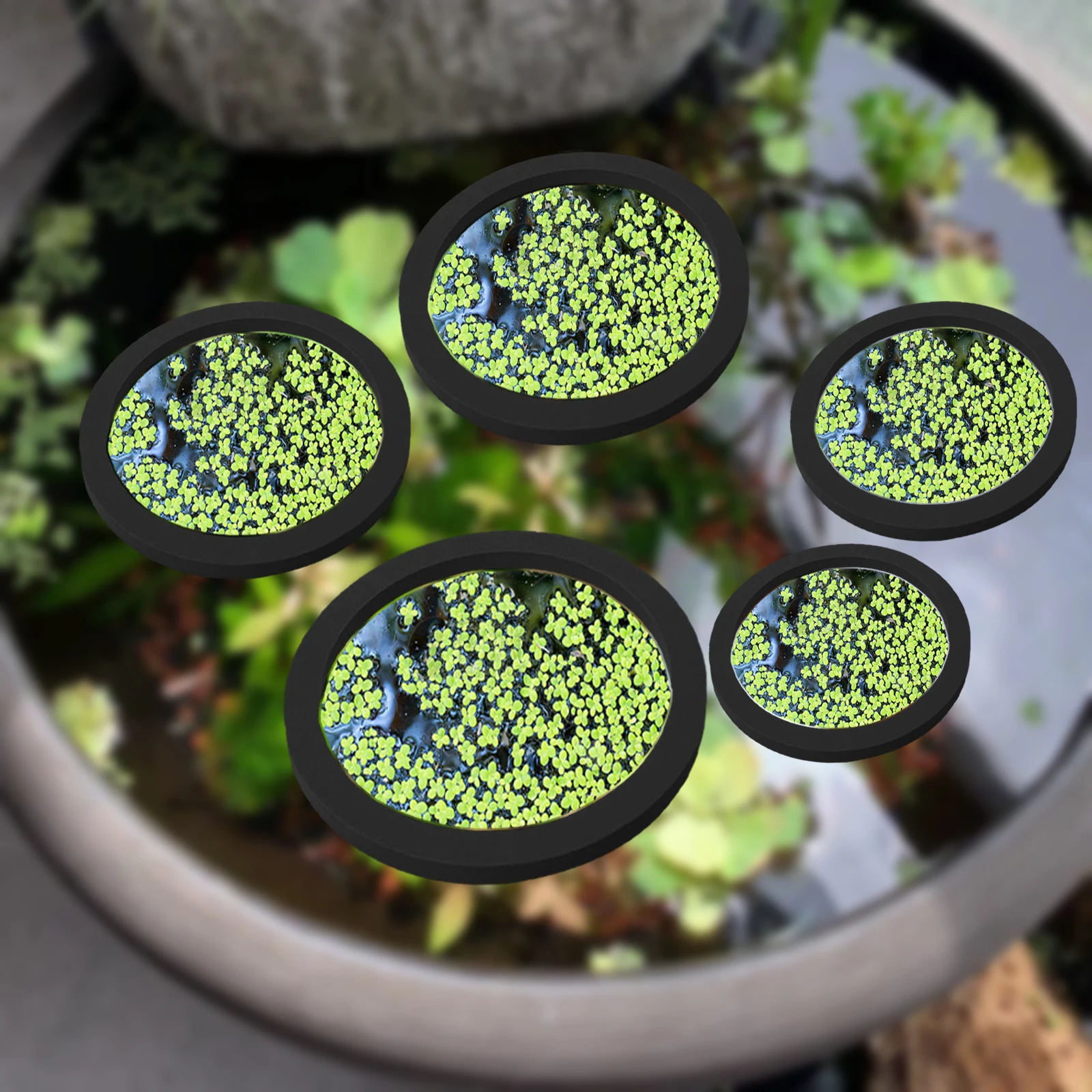 5Pcs EVA Fish Feeding Ring Aqu - Aquarium Fish Photography review and price