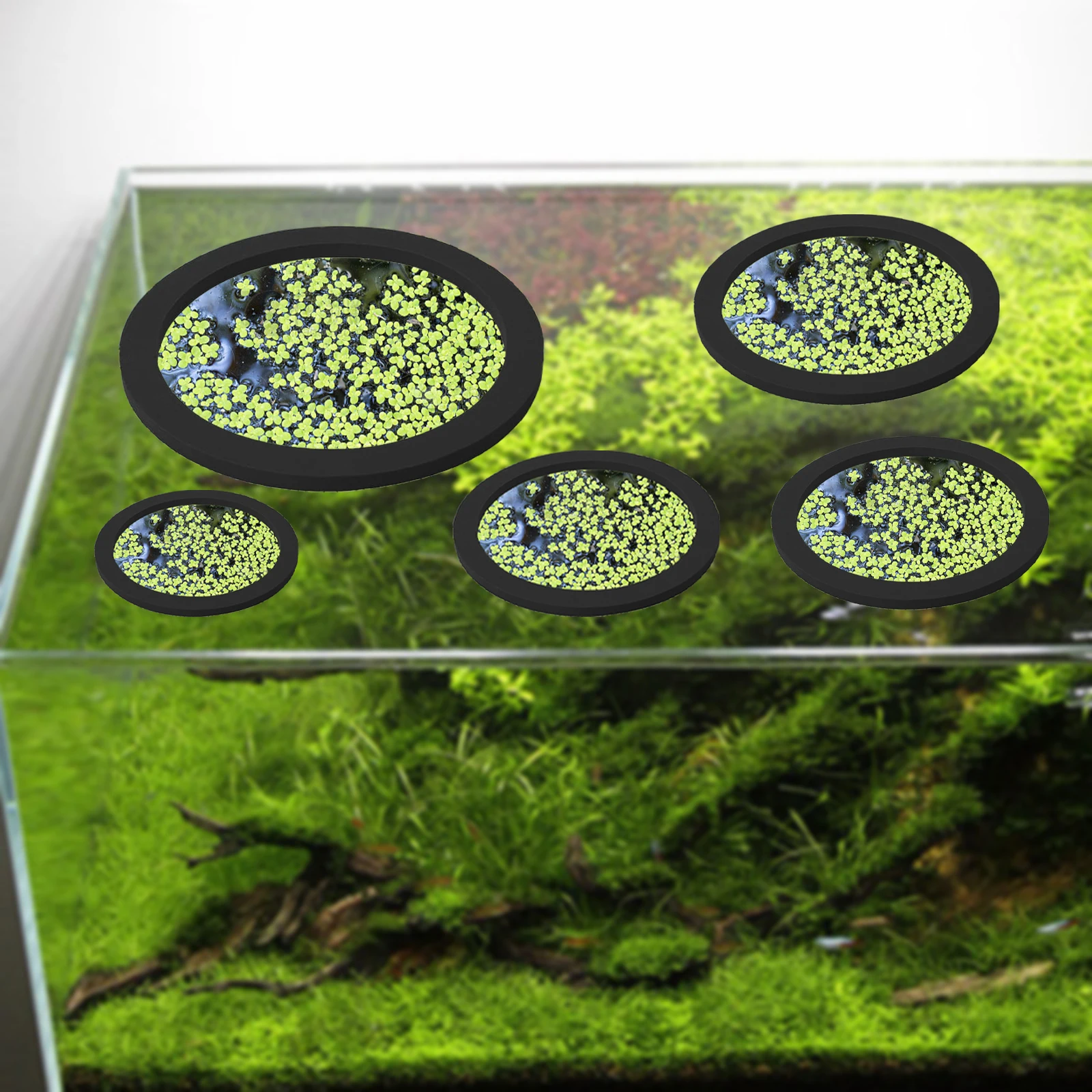 5Pcs EVA Fish Feeding Ring Aqu - Aquarium Fish Photography review and price