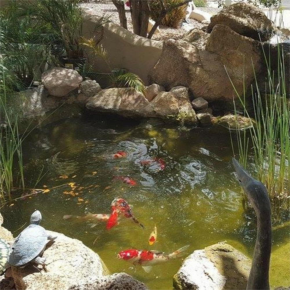 Color Enhancing Goldfish Food  - Fish Food Flake review and price