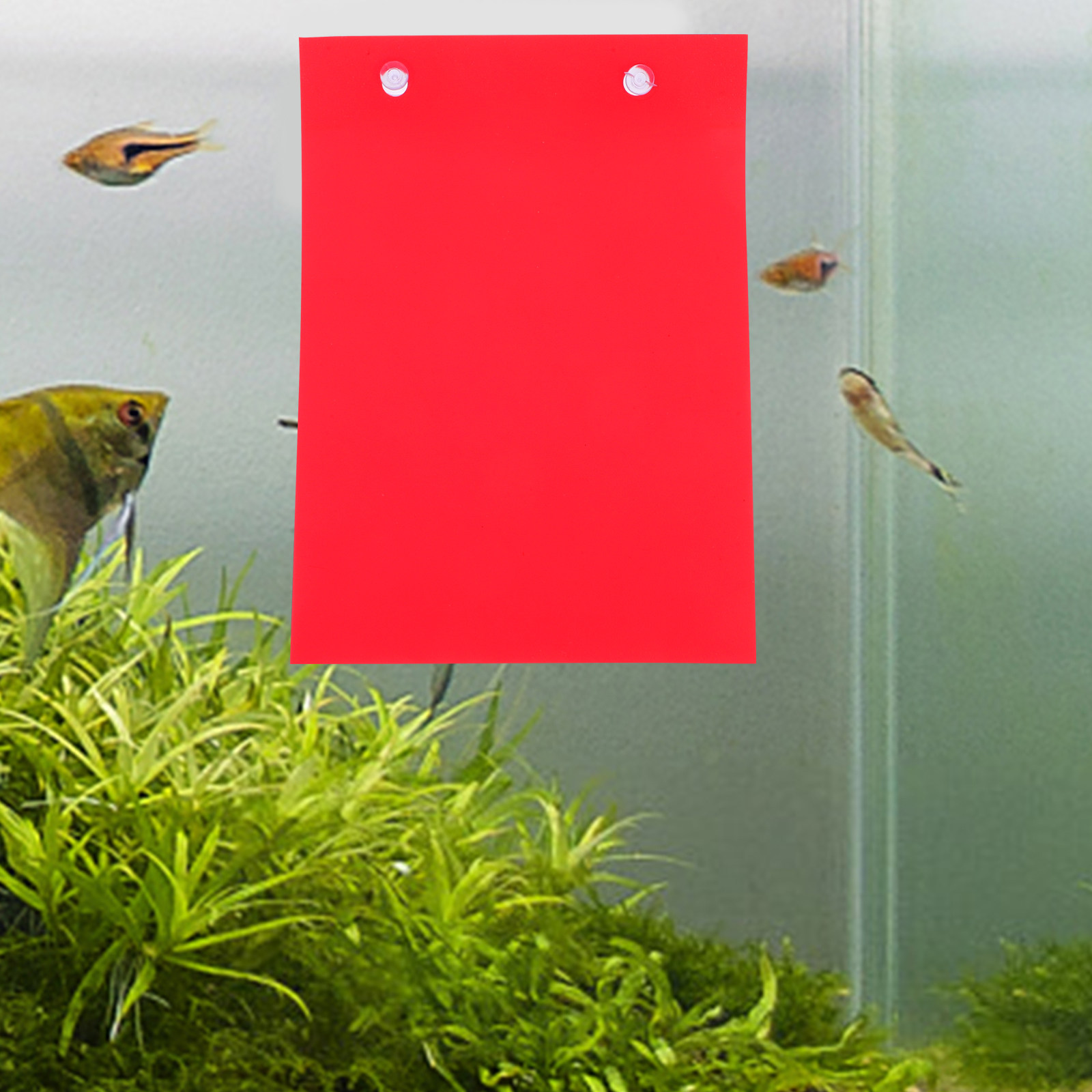 4Pcs Aquarium Fish Breeding Pa - Aquarium Fish Discus review and price